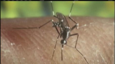 First Human Case Of West Nile Virus Of 2018 Reported In Galveston Count