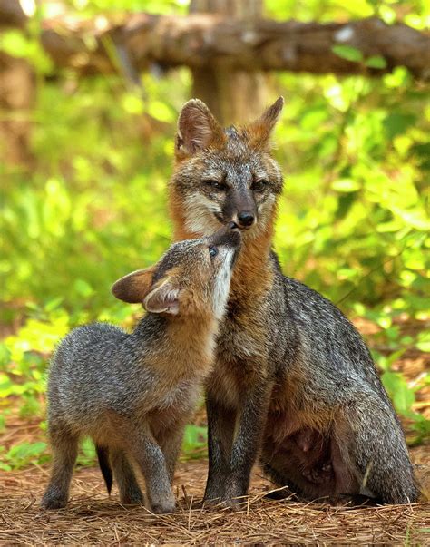 Gray Fox Mother With Kit North Carolina Uwharrie National Forest