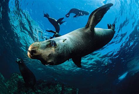 If We Can Save Marine Mammals We Can Save Our Planet From Climate Change
