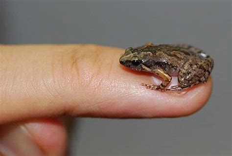 Dalam kes ringan, kuku hitam akan tumbuh secara semula jadi dari masa ke masa tanpa rawatan. Penelitian: Ditemukan, Spesies Baru Katak Seujung Kuku ...