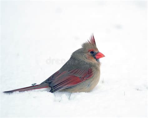 Northern Cardinal In The Snow Stock Photo Image Of Cardinal Branch