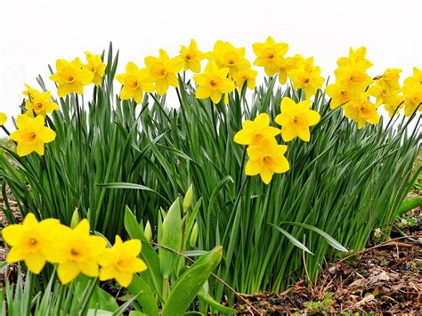 Daffodils Spring Flower Photography Hd Wallpaper Preview