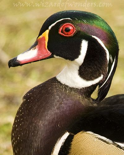 Wood Ducks Head Wood Duck Feathers Colourful Red Eye The Wiz Is In