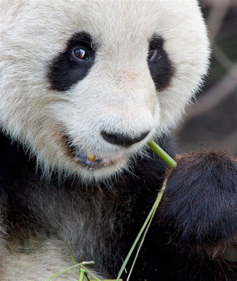 How Do Giant Pandas Survive On Bamboo Diets