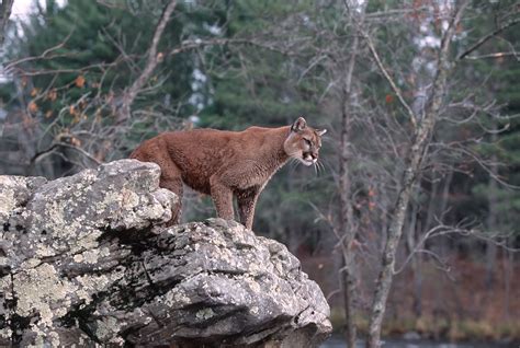 The Differences Between A Puma A Cougar And A Mountain Lion Sciencing