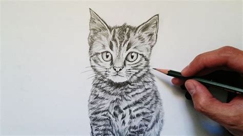 Aprende Cómo Dibujar Un Gato Realista Paso A Paso 🐱😀 Sketches Art