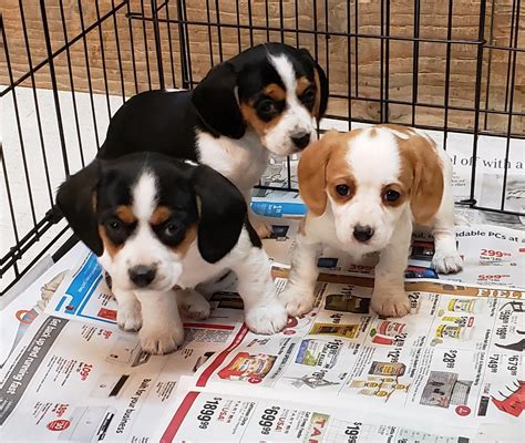 Get a boxer, husky, german shepherd, pug, and more on kijiji, canada's #1 local classifieds. Cavalier King Charles Spaniel Puppies For Sale | Brighton ...