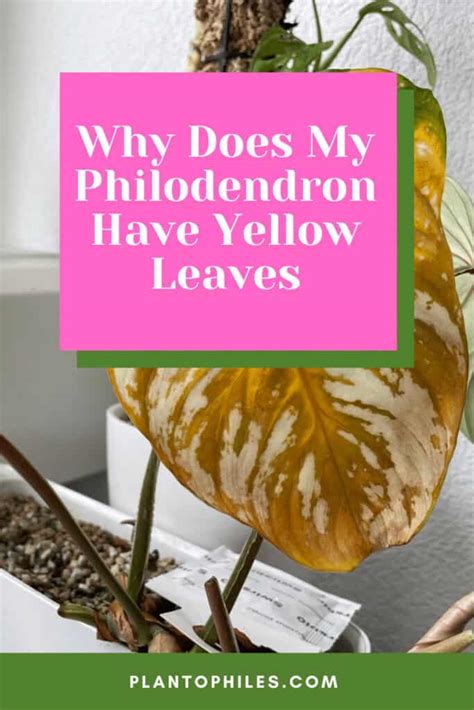 Why Does My Philodendron Have Yellow Leaves 5 Reasons