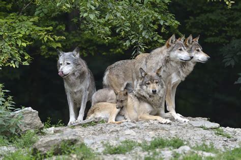 Geschlossene investment kg handelt es sich um eine beteiligung an einem geschlossenen alternativen investmentfonds (aif) und somit um eine unternehmerische beteiligung, die mit risiken verbunden ist. Wildpark Bad Mergentheim - Gruppenreisen in Baden-Württemberg