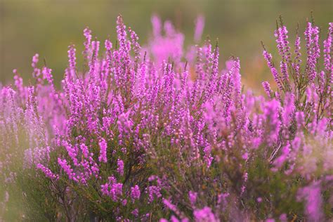 A Guide To Scottish Heather One Of Scotlands Famous Plants