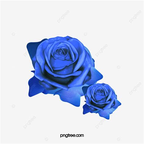รูปกุหลาบสีน้ำเงิน Png กุหลาบสีน้ำเงิน สีน้ำเงิน ดอกกุหลาบภาพ Png