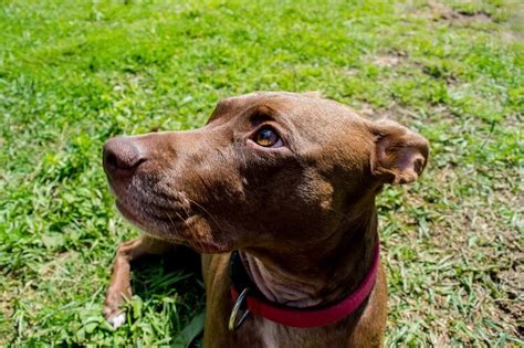 Finding a pitbull dachshund mix puppy. Pitbull Dachshund Mix: What To Know Before Buying - All Things Dogs