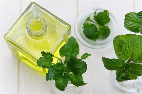 Is Peppermint Essential Oil Safe For Dogs