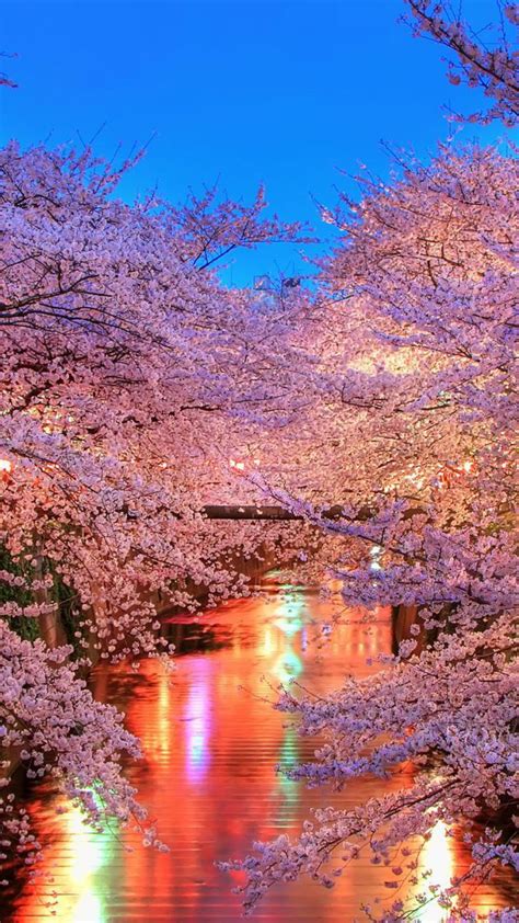 Free Download Hanami Blossom Sakura Japan Wallpaper Background 4k Ultra