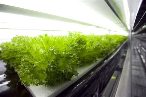 Japans Robot Farm Cultivates Crop Indoors Harvests 30000 Lettuce