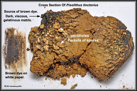 This will help you understand the best preventive and eradication measure to take. The Amazing Fungi