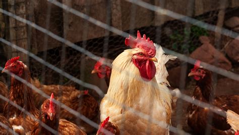 Cdc Investigating Multiple Outbreaks Of Salmonella Infections Linked To Backyard Poultry Food