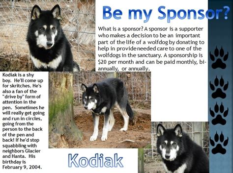 To Sponsor Kodiak Wolf Dog Kodiak Sponsor