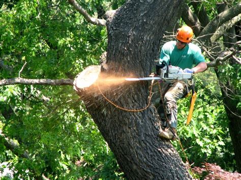 Luckily, removing a fallen tree typically costs less than removing one that's still firmly planted in the ground. Tree Removal - Giroud Tree and Lawn