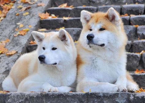 Akita Dogs The Adorable Japanese Dog Breed That The World Cannot Help