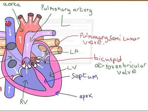 The Human Heart Is An Organ That Pumps Blood Throughout Body Via