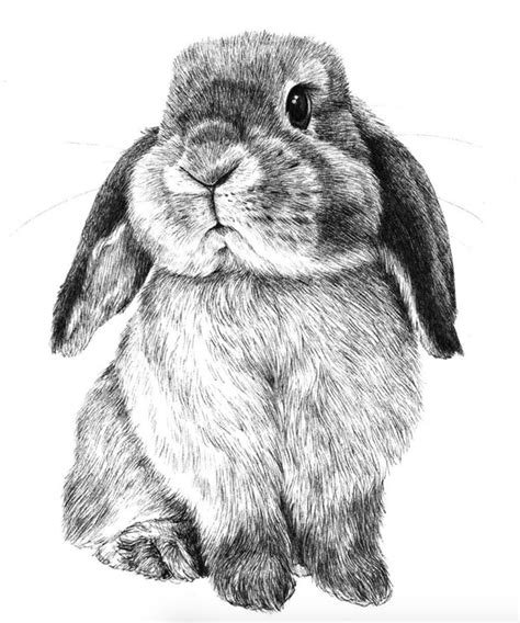 Bunny In Pen Bunny Sketches Animal Drawings Sketches Bunny Art