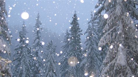 1920x1080 Snow Trees Trees Winter Coolwallpapersme