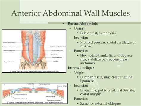 Anterior Abdominal Wall Muscles Anatomy
