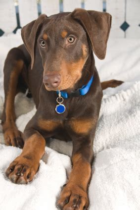 Doberman pinscher mixes are a commonly available mixed breed in shelters and rescues. About Doberman Pinschers | Dog Breeds and Advice