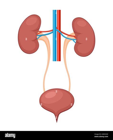 Anatomie Du Syst Me Urinaire Incontinence Biologie Infection Uti Ureter Rein Vessie Vecteur