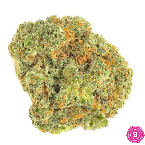 Gelato marijuana strain has a substantial influence on the palate that gives a sweet, pleasurable gelato is just one of many latest strains that were first developed in the pioneering bay area, but it. gelato 41 strain