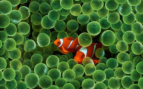 Fishes Animal Fish Sea Anemone Clownfish Hd Wallpaper Peakpx