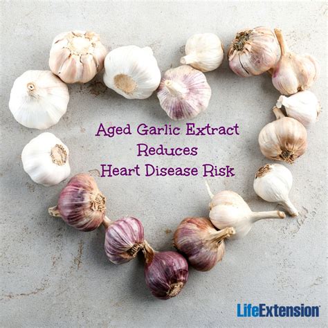 how aged garlic extract can slash heart disease risk life extension heart disease risk