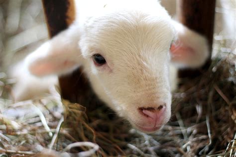 A Baby Lamb Eating Hay Free Photo Rawpixel