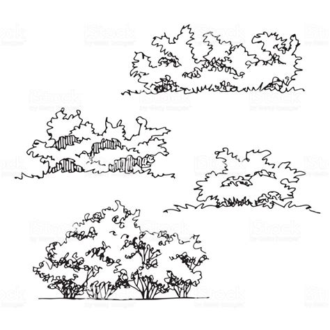 Set Of Hand Drawn Architect Bushes Dendrology Sketch Collection Vector