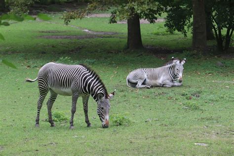 African Plains Grevys Zebra Zoochat