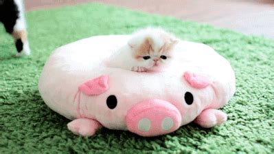 All the most important cat stories of the week. Cute Kittens GIFs - Get the best GIF on GIPHY