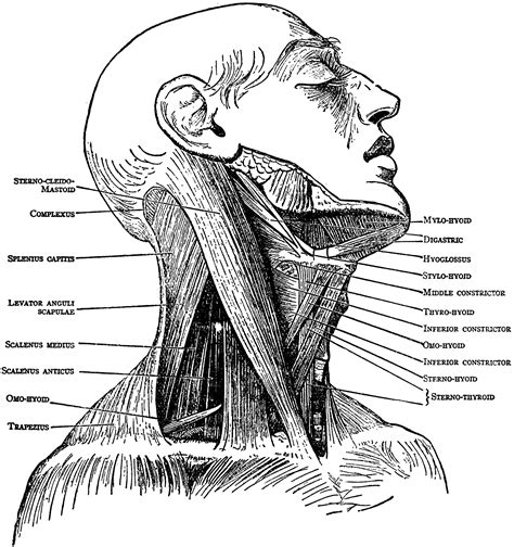 Anatomy Of Back Of Neck Easy Stretches Release Tension Neck