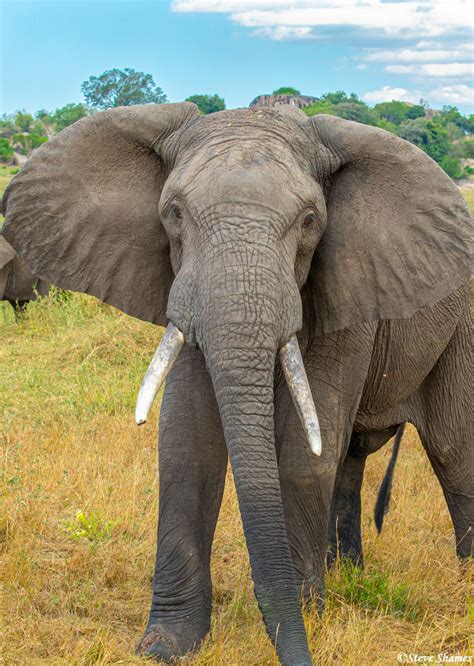 Serengeti African Elephant The Serengeti Tanzania Africa 2020