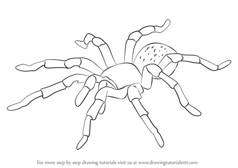How To Draw A Tarantula Arachnids Step By Step