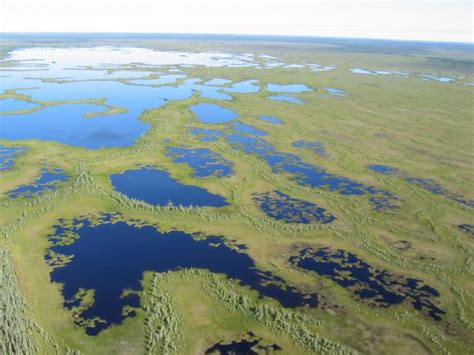 Slideshow The Secrets Of Manitobas Boreal Forests Eye On The Arctic