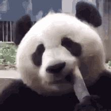Panda Eat Gif Panda Eat Discover Share Gifs