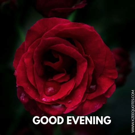 Good Evening With Rose Beautiful Flowers Images Good Evening Image