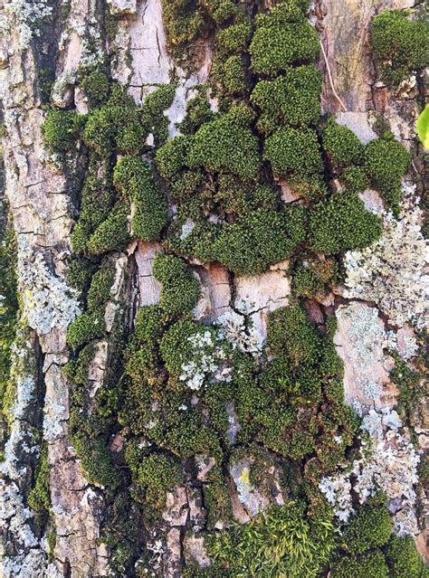 Close Up Of Linden Tree Bark With Green Mosses Stock Image Image Of