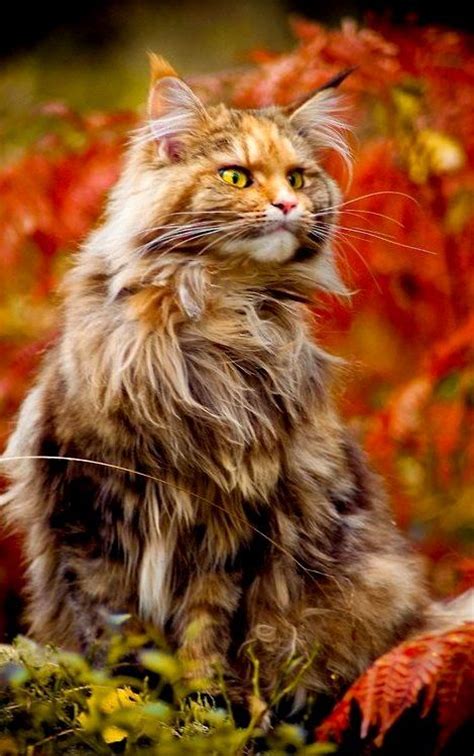 Norwegian Forest Cat In Fall Gorgeous Kitty Cats