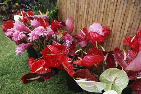 Plantas Para Sombras Conheça As Melhores Espécies