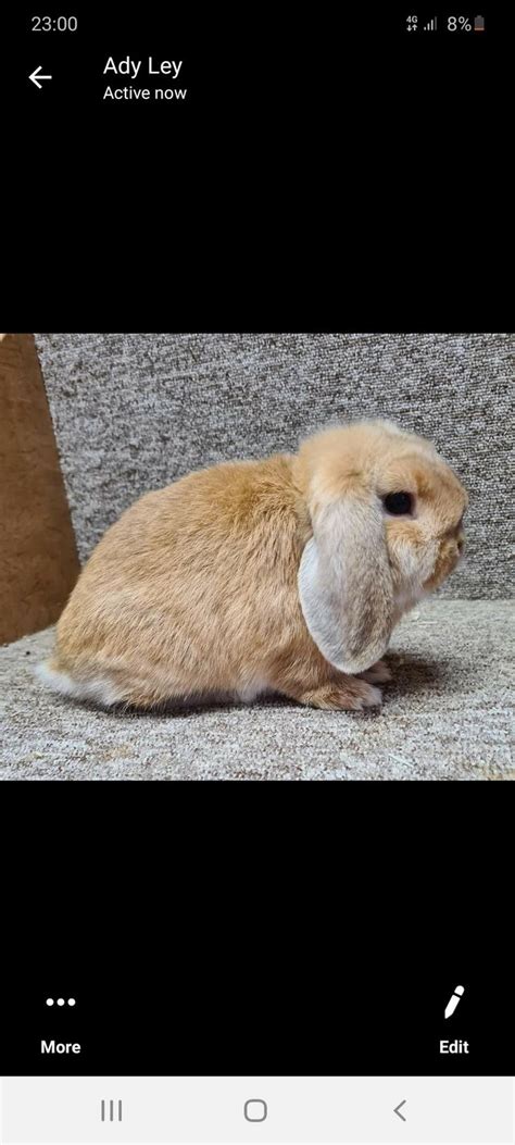 Rabbits Rehome Buy And Sell Preloved Unusual Animals Pet Home Rabbit
