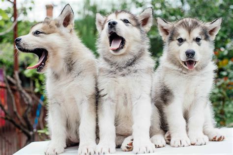 Join millions of learners from around the world already learning on udemy. Alaskan Malamute Dog Breed Info with Photos & Videos