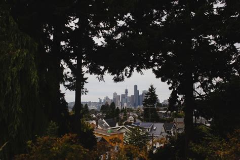 As Development Fells Trees Some In Seattle Fight To Save The Citys