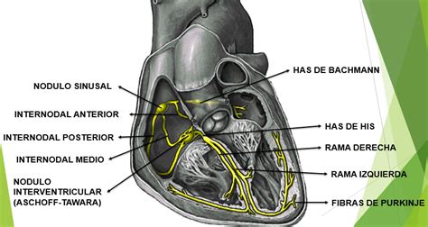 Corazon Sistema Cardionector